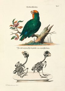 Pieni papukaija luurankojen kanssa tekijältä Johann Daniel Meyer