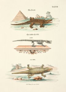 Krokotiili ja sen luuranko tekijältä Johann Daniel Meyer