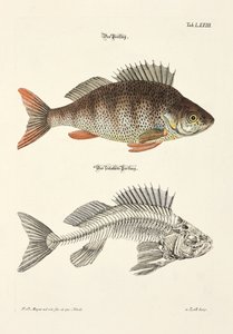 Ahven ja sen luusto tekijältä Johann Daniel Meyer