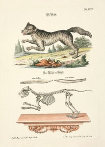 Susi tekijältä Johann Daniel Meyer