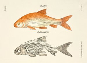 Ide ja sen luuranko tekijältä Johann Daniel Meyer