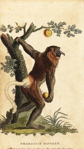 Pitkänokka-apina, Nasalis larvatus. Uhanalainen. ,1800 (kaiverrus) tekijältä Johann Eberhard Ihle