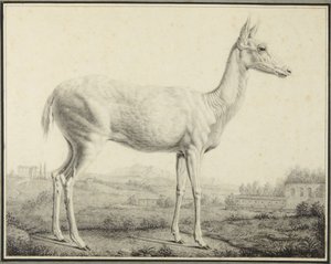  tekijältä Johann Elias Ridinger
