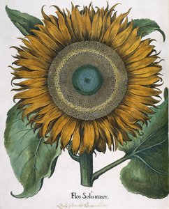 Flos Solis Major, 1613 tekijältä Johann Ernst Rentsch