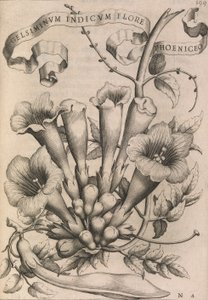 Gelsiminvm indicvm flore foinikialainen, 1633. tekijältä Johann Friedrich Greuter