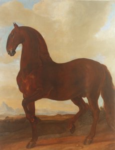 Bay Stallion Eisgruber Studilla