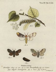 Buff-tip koi, Phalera bucephala ja Cosmotriche lobulina.