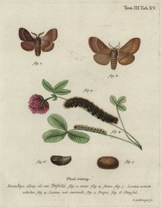 Ruohomunat, Lasiocampa trifolii. tekijältä Johann Georg Klinger