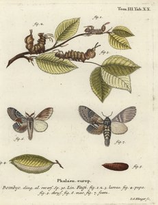 Hummerikoi, Stauropus fagi.
