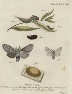 Pussikoi, Cerura vinula.