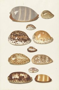 Yksitoista isoa ja pientä trooppista cowrie-kuorta tekijältä Johann Gustav Hoch