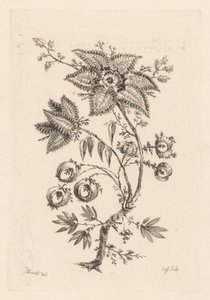 tähden muotoisia kukkia Fleures Baroques (sarjan nimi)