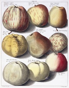 Erilaisia omenoita, 1758 tekijältä Johann Hermann Knoop