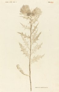Thistle Lanceolate tekijältä Johann Hieronymus Kniphof