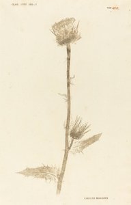 Marianus Cardus tekijältä Johann Hieronymus Kniphof