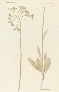 Hieracium Cymosum tekijältä Johann Hieronymus Kniphof