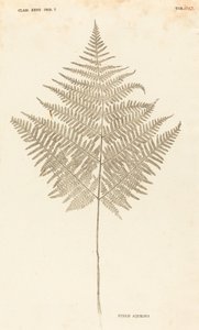 Pteris Aquilina tekijältä Johann Hieronymus Kniphof
