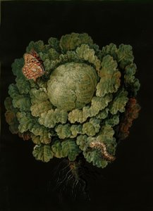 Johdotus / Kohlkopf, Falter / J. u. B. Dietzsch tekijältä Johann Jacob Dietzsch