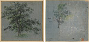 Kaksi puuta (recto) Puututkimukset (käänteinen) tekijältä Johann Jacob Dorner