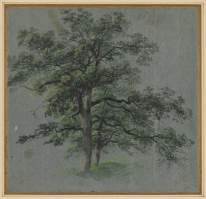 Two Trees recto Tree Studies verso, 1800-luvun ensimmäinen puolisko. tekijältä Johann Jacob Dorner