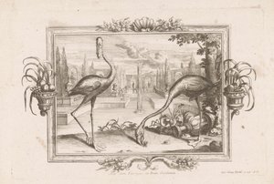 Twee flamingoja Aves dicta Flaminges ex India Occidentali (otsikko esineessä) tekijältä Johann Jakob Stelzer