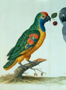Amazonen Papagei / Walther