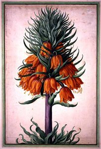 Fritillaria imperialis (kruunun keisarillinen) levy 25 Nassau Florilegiumista (akvarelli paperille)