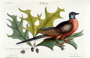 Muuttokyyhkynen, nyt sukupuuttoon kuollut. Eläintarha, Seligman 1749 tekijältä Johann Michael Seligmann