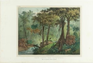 Neitsytmetsä lähellä Manqueritipaa. Kuvankaunis matka Brasiliassa, 1835.