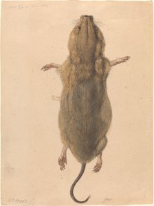 Kenttähiiri, ylhäältä tekijältä Johann Rudolph Schellenberg