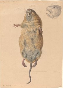 Kenttähiiri, alhaalta tekijältä Johann Rudolph Schellenberg