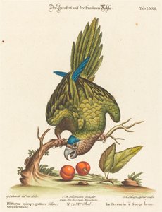 Pieni ruskeakurkkupapakka, länsimainen tekijältä Johann Sebastian Leitner after George Edwards
