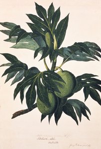 Leipähedelmäpuun hedelmäinen oksa, noin 1773 (kaiverrus).
