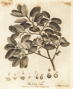 Korkkitammi, Quercus suber.