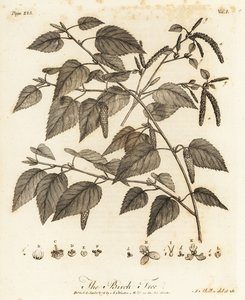 Untuvakoivu, Betula pubescens.