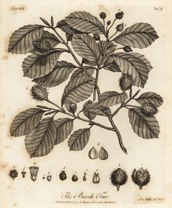 Eurooppalainen pyökki tai tavallinen pyökki, Fagus sylvatica.