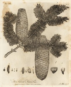 Euroopan kuusi, Abies alba.