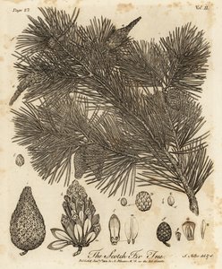 mänty, Pinus sylvestris.