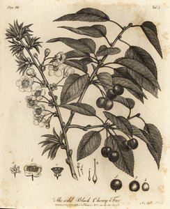 Hapankirsikka, hapankirsikka tai kääpiökirsikka, Prunus cerasus.