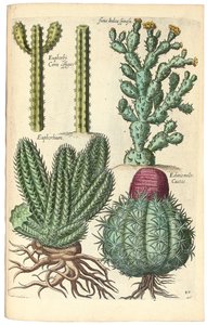 Kaktukset, 1641 tekijältä Johann Theodor de Bry