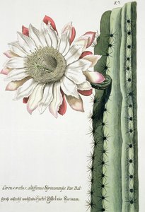Cereus Erectus Altissimus Syrinamensis Phythanthoza Iconographicasta, julkaistu Saksassa, 1737-45
