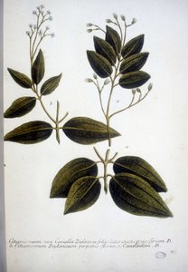 Cinnamomum Zeylanicum (Ceylon Cinnamomum) - Kaiverrus Herbariumista J.W. Weinmann vuonna 1737.
