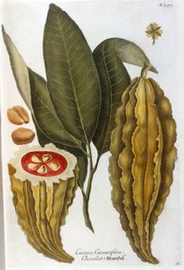 Kaakao - J. W. Weinmannin Herbierissä
