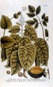 Smyrnium Cretium perfoliatum - Maceron de Crete tai Maceron perfolia. Levy otettu J. W. Weinmannin herbaariosta