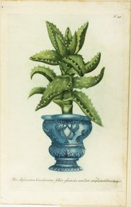 Afrikkalainen aloe, levy 47, Phtanthoza Iconographia