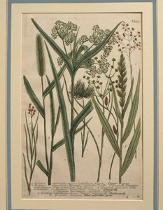 Bermuda Grass (Cynodon dactylon), värillinen kaiverrus