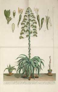 Kaiverrettu ja mezzotint-levy Aloe Americana folio Mucronato, c. 1735-1737