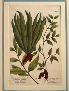 Suurgalangal (Alpinia galanga), Galanga Indica-duuri ja Galanga-duuri, värillinen kaiverrus