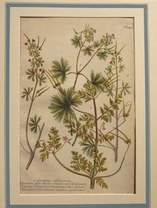 Herb Robert (Geranium robertianum), värillinen kaiverrus