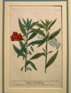 Impatiens, värillinen kaiverrus